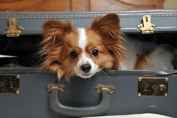 Pet Friendly 45 of 87